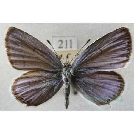 Cupido argiades (Pallas, 1771) male Modraszek argiades Slovakia21l